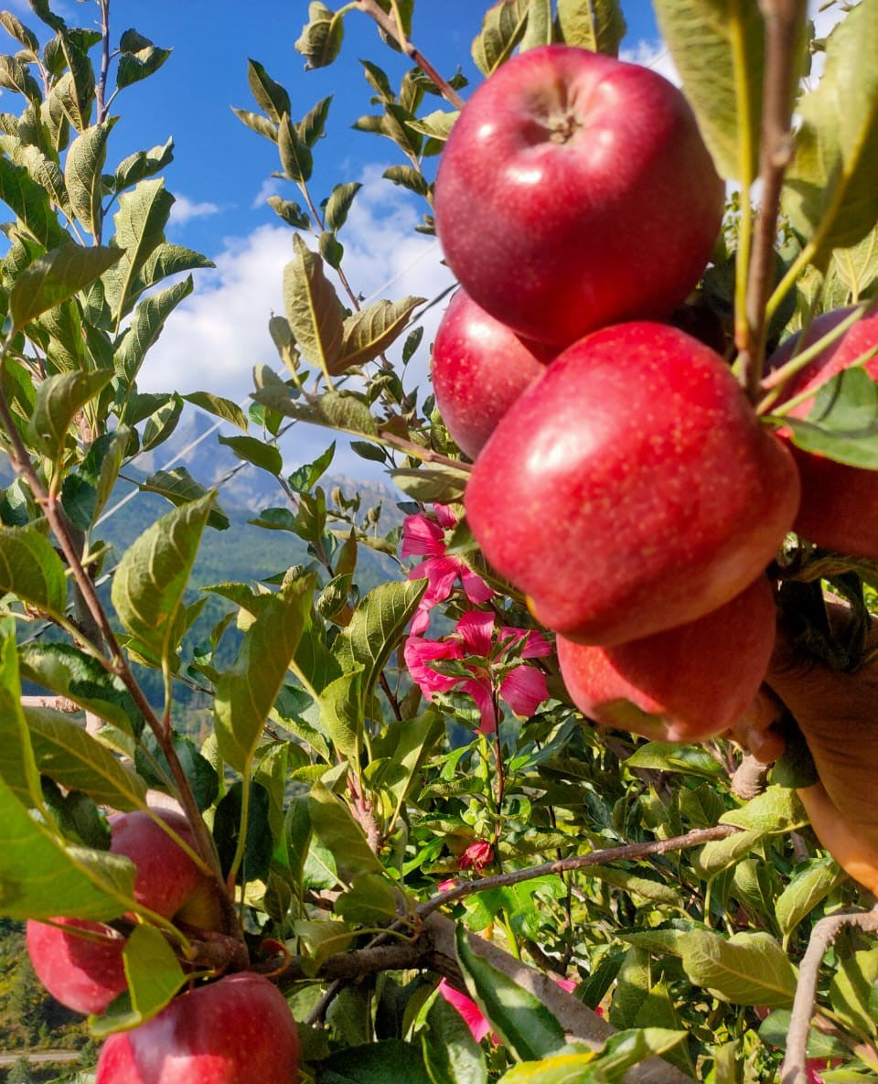 Royal Delicious Apples 2.5 kg