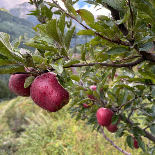 Royal Delicious apples from Mukhba village, Uttarakhand – 5 kg box