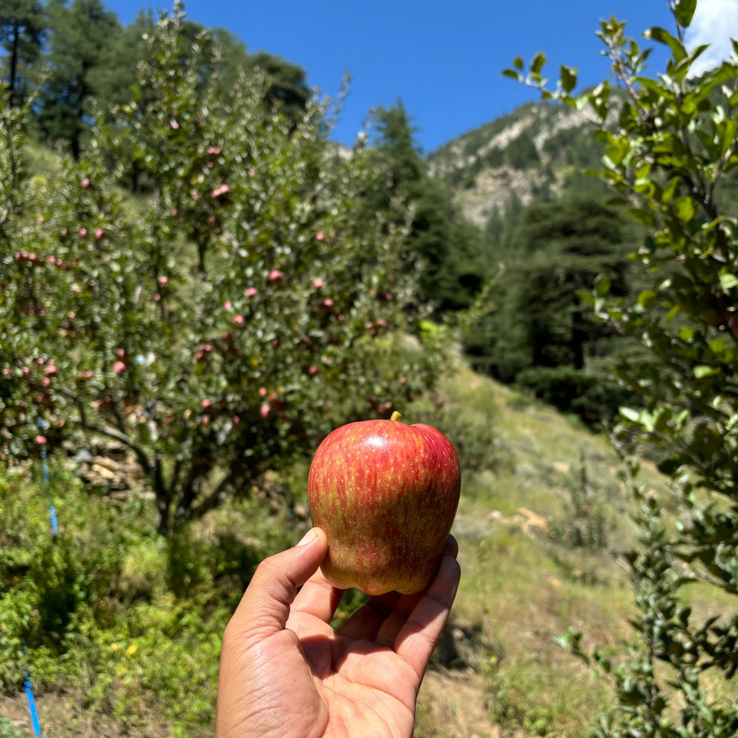 Royal Delicious Himalayan Apples