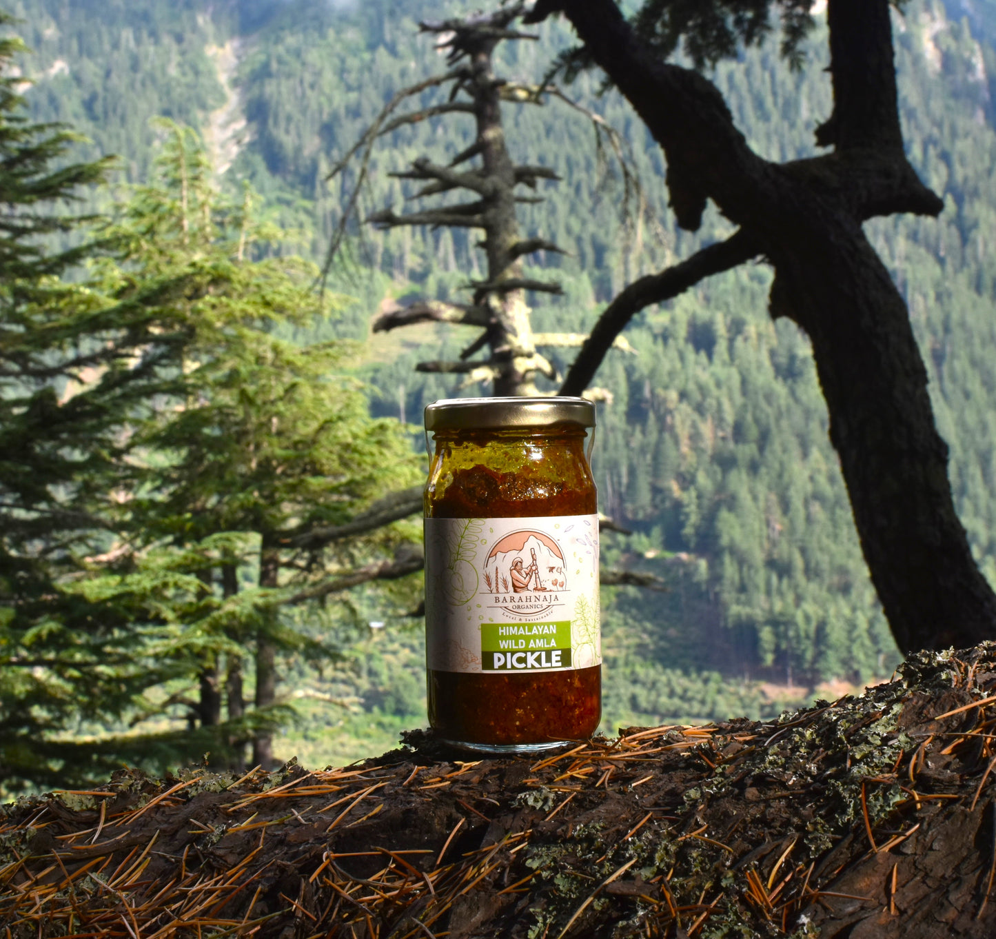 Himalayan wild Gooseberry pickle (Amla achaar)