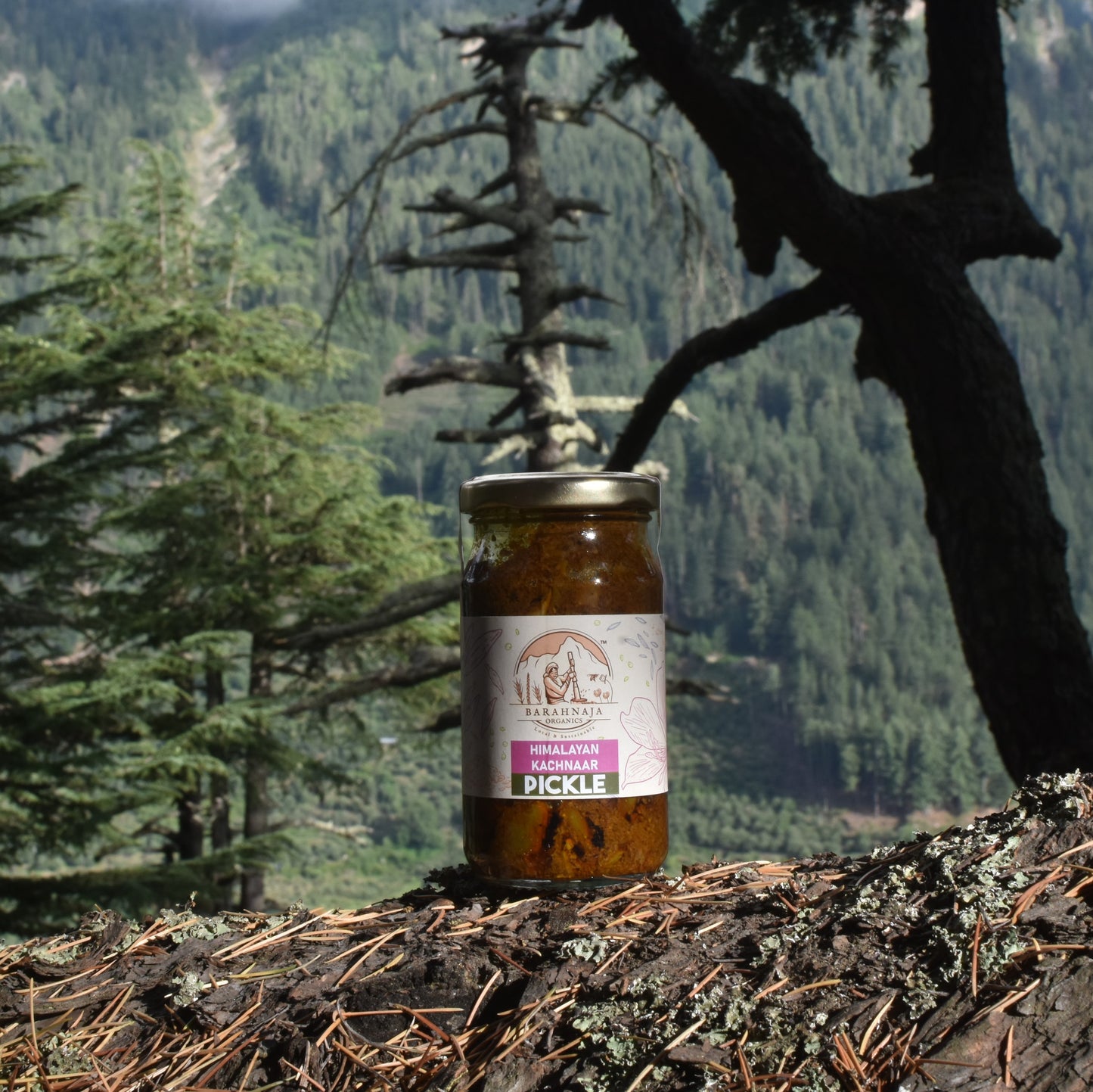 Himalayan Kachnaar Flower bud pickle