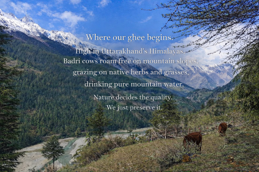 A2 Badri Cow Ghee: Why the Himalayas Matter More Than the Label