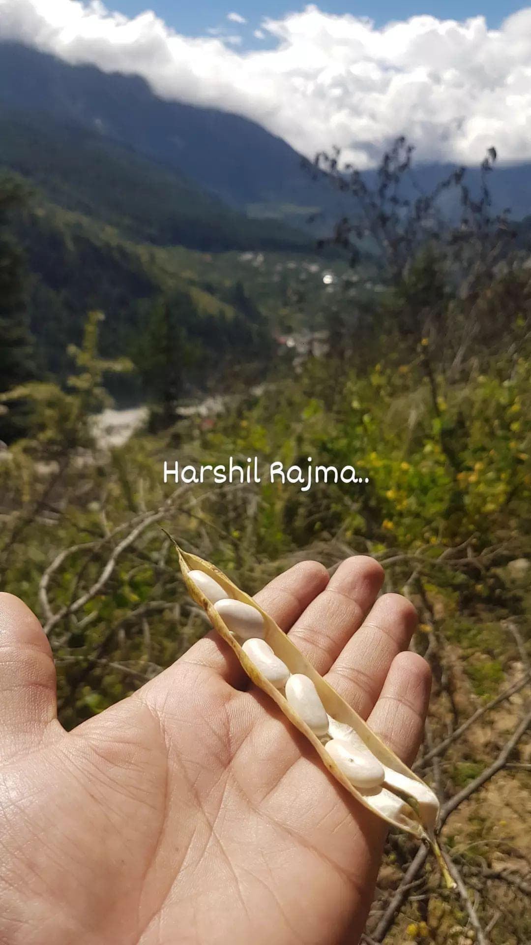 Harshil rajma