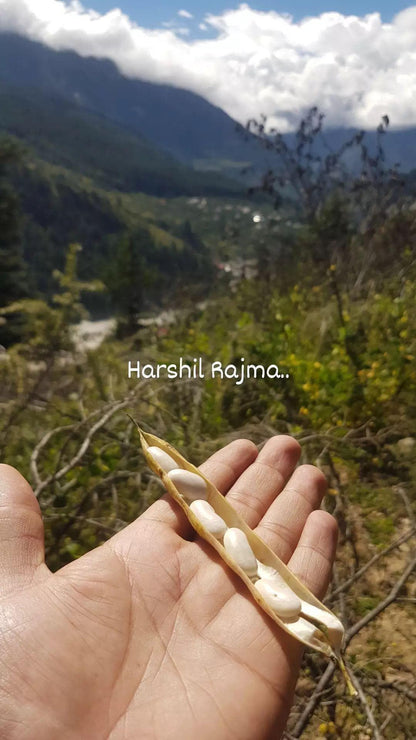 Harshil rajma