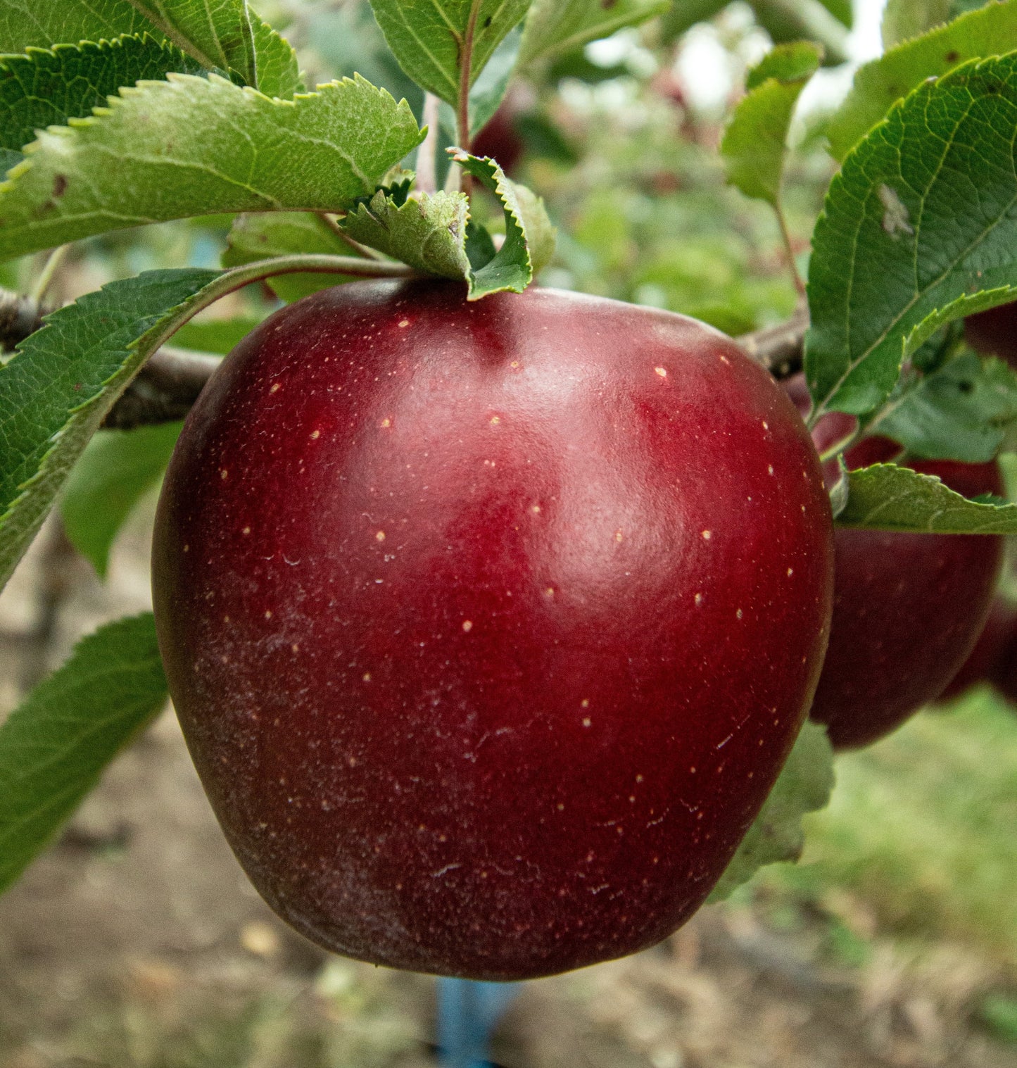 Royal Delicious Himalayan Apples