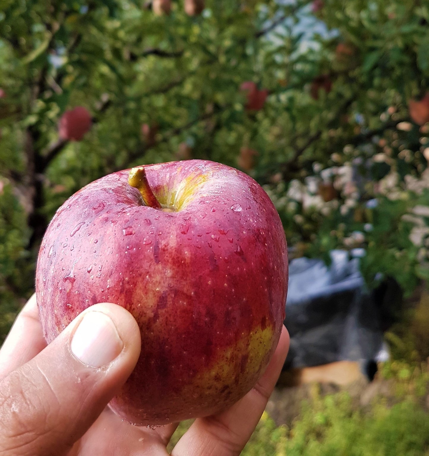 Assorted Apple pack/ Mixed box