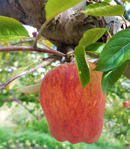 Red Gold Himalayan Apples