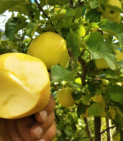 Golden Delicious Himalayan Apples