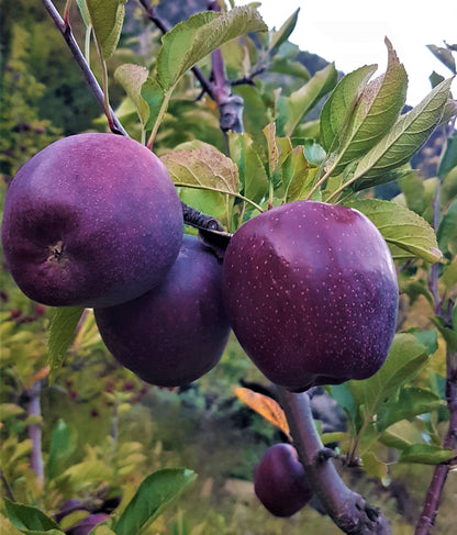 Royal Delicious Himalayan Apples