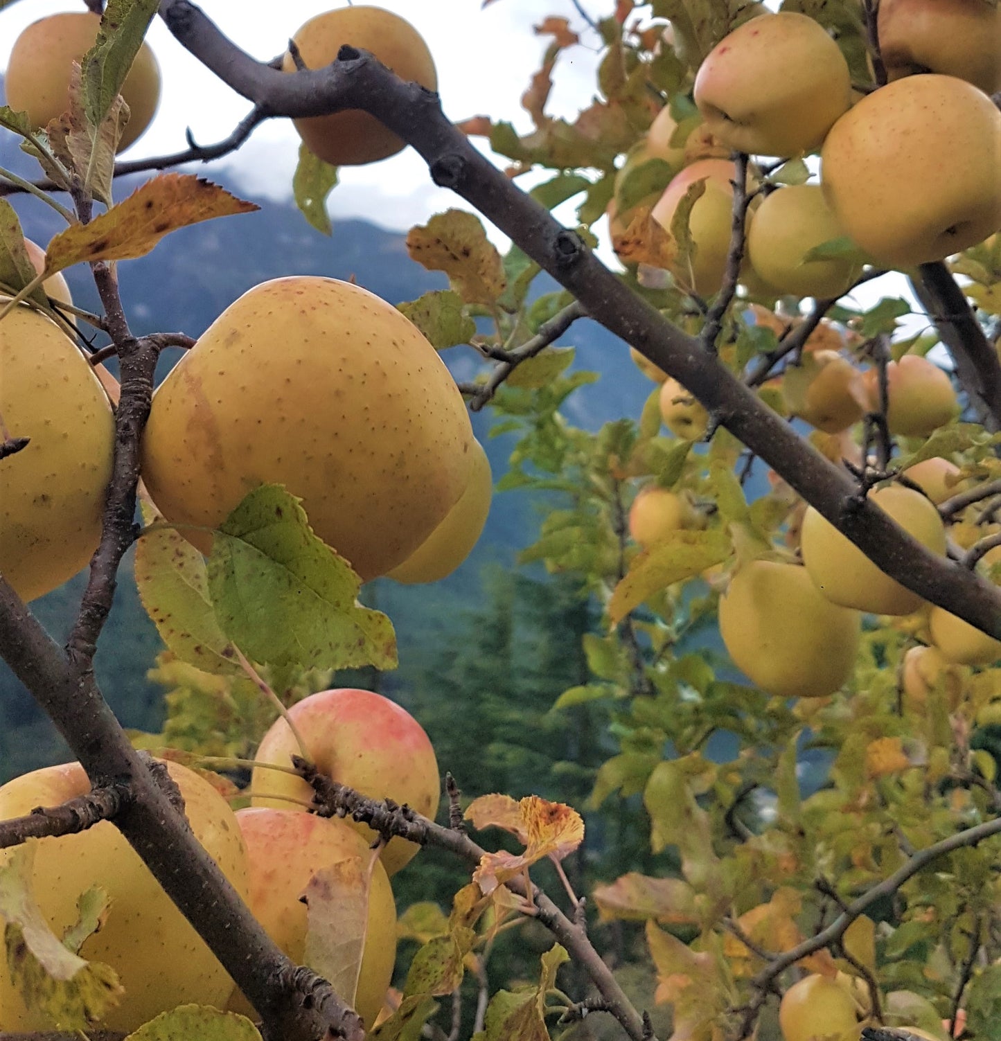 Golden Delicious Himalayan Apples