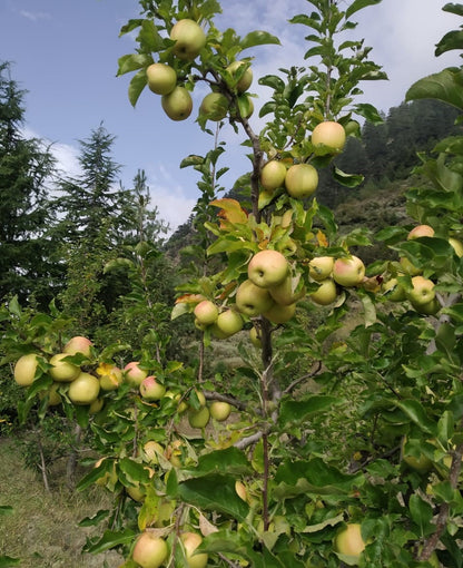 Golden Delicious Himalayan Apples