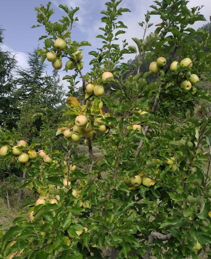 Assorted Apple pack/ Mixed box