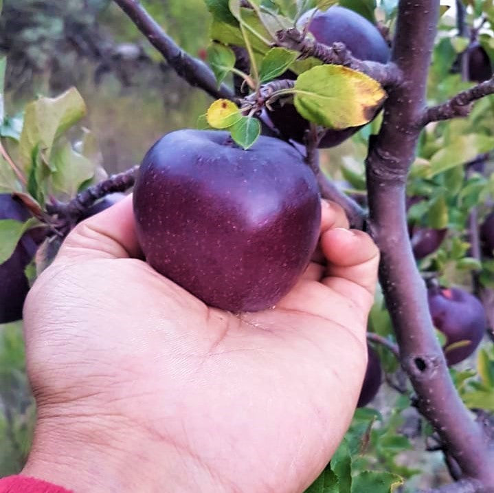 Royal Delicious Himalayan Apples