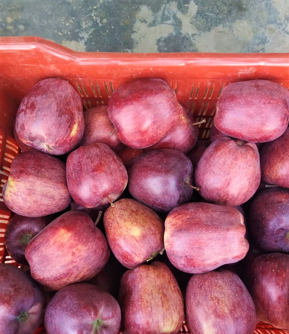 Red Gold Himalayan Apples