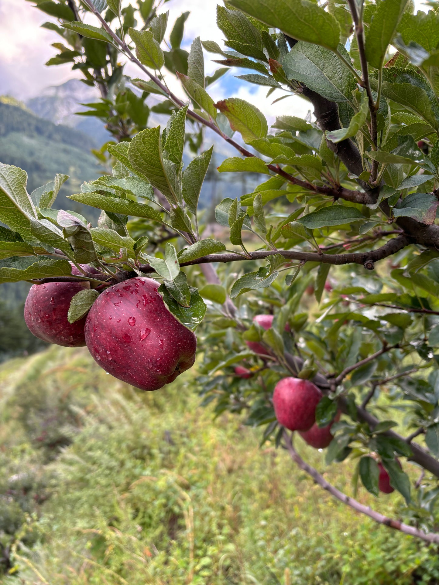 Royal Delicious Apples- 5Kg