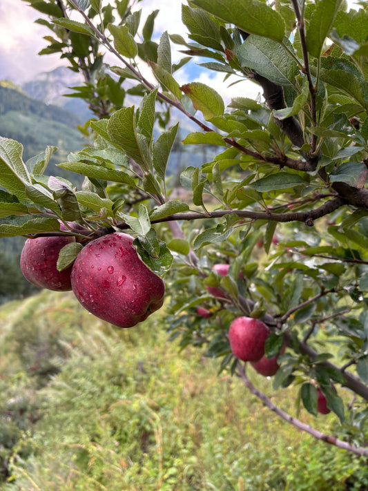 Royal Delicious Apples- 5Kg