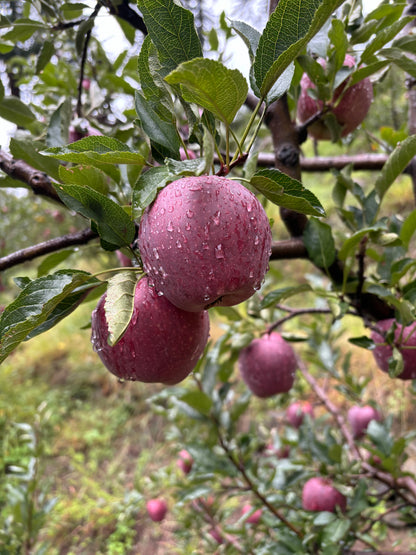 Royal Delicious Apples- 5Kg