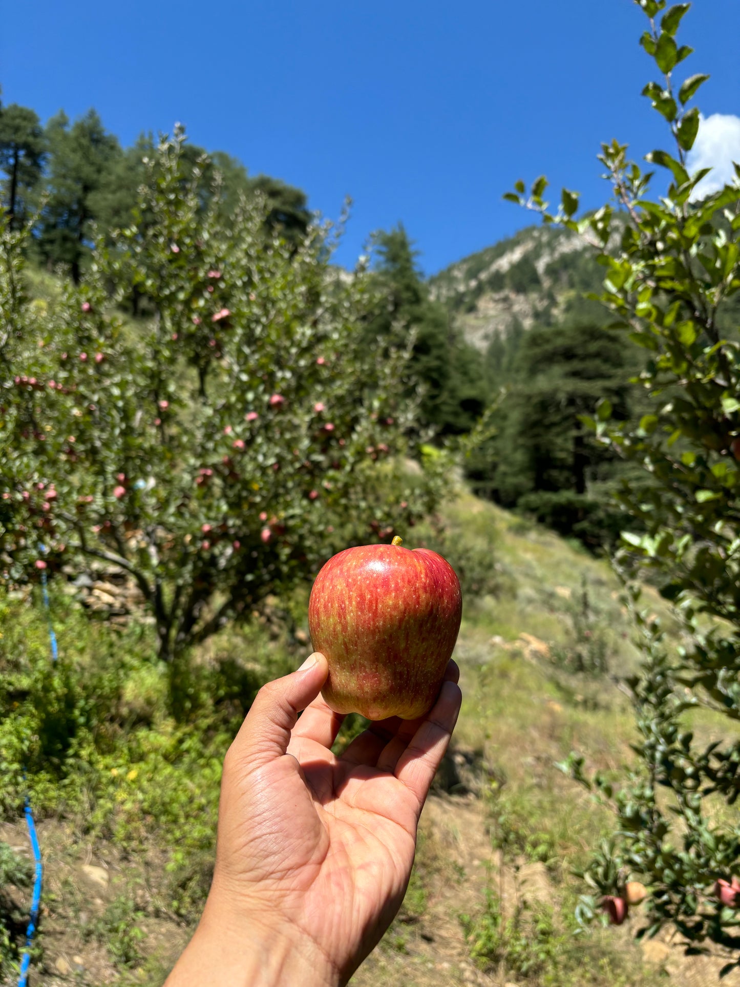 Red Gold Apples- 5kg