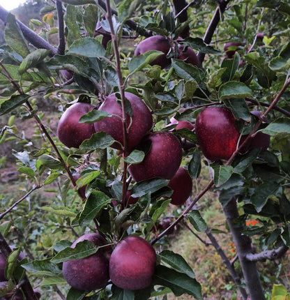 Royal Delicious Himalayan Apples