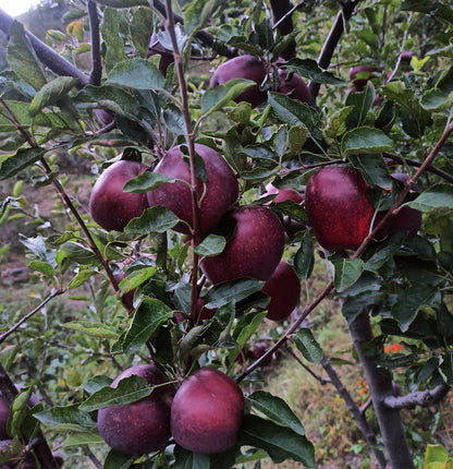 Royal Delicious Himalayan Apples 2.5 kg