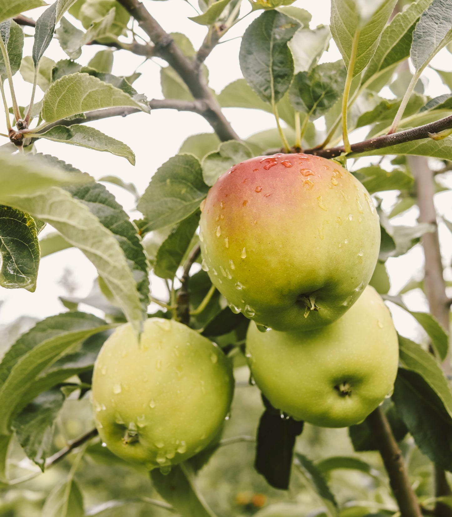 Golden Delicious Himalayan Apples