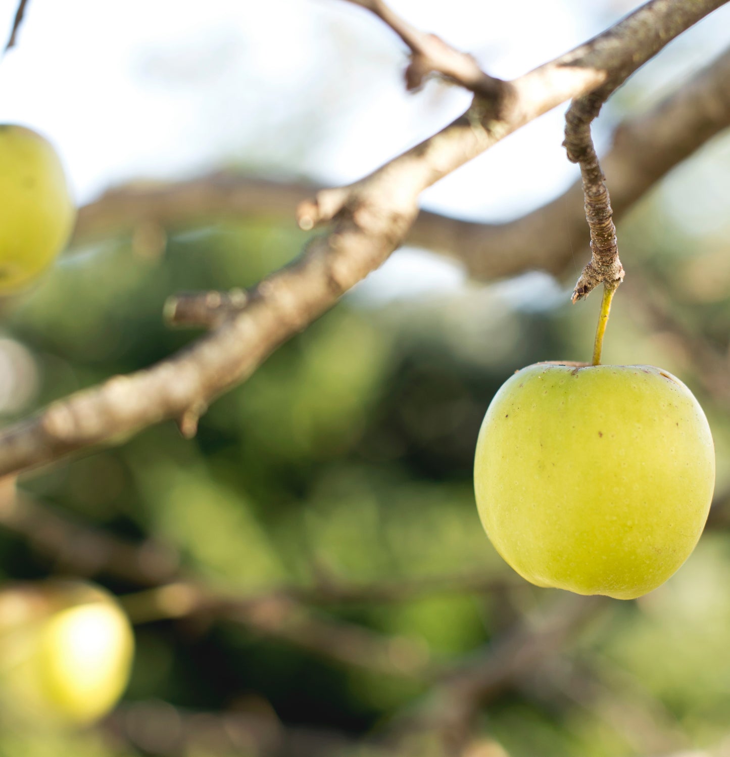 Golden Delicious Himalayan Apples